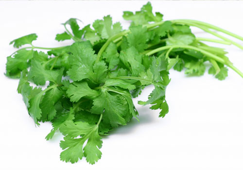 Coriander