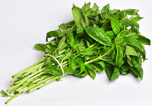 Basil