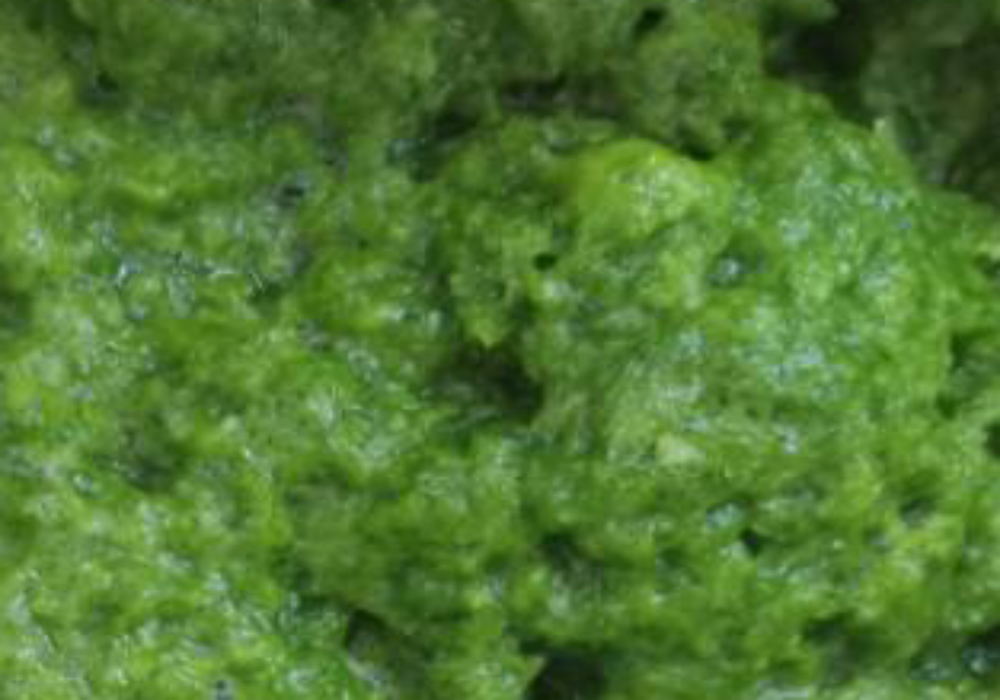 Frozen Green Onion Puree