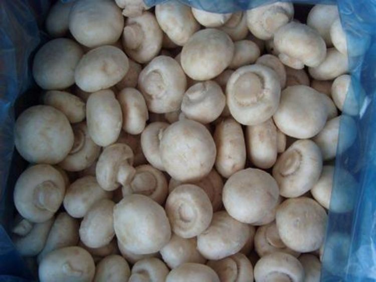 IQF Agaricus Bisporus Whole