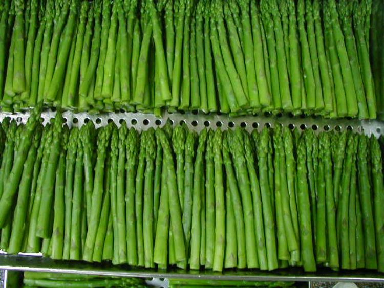IQF Green Asparagus Spears